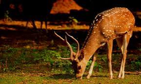 How Implementing Deer Control Services Minimizes Landscape Damage